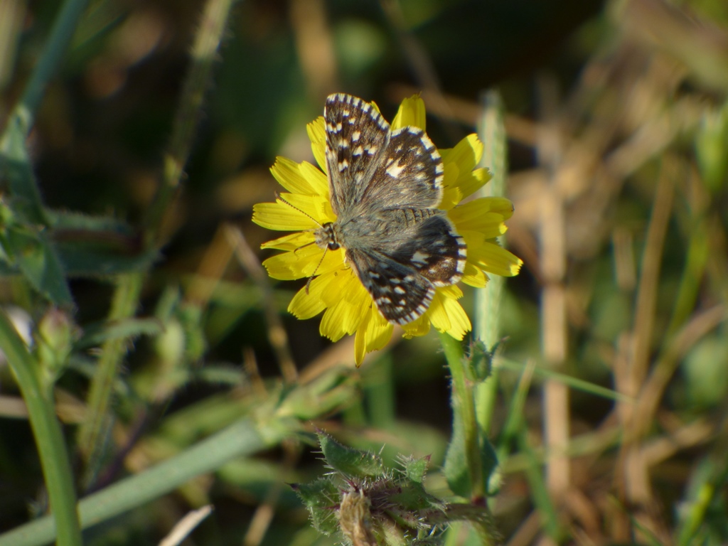 Pyrgus malvoides?  S, maschi e femmine